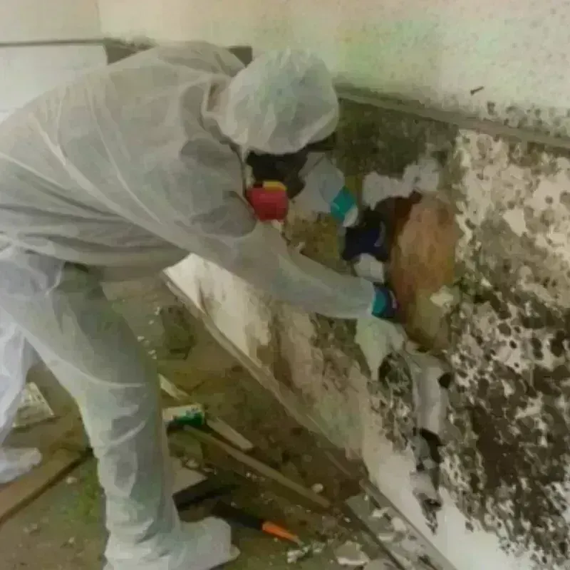 Mold Remediation and Removal in Erie County, OH